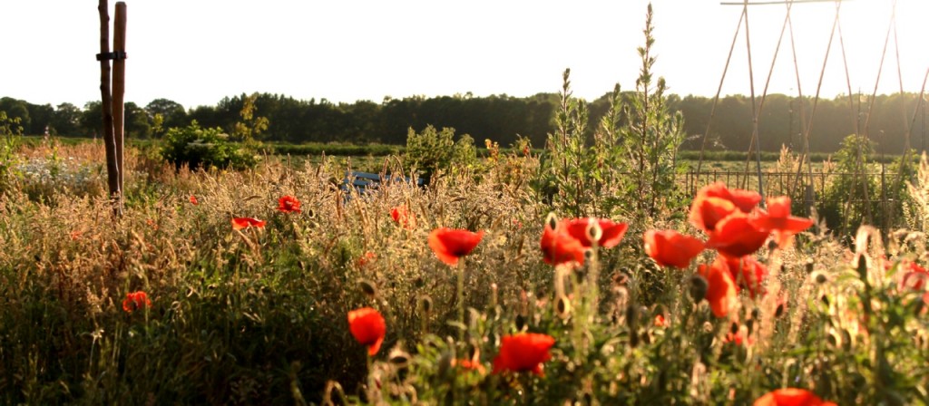 wilde bloemen zaaien