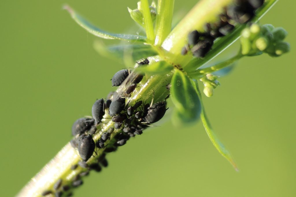 Ongedierte in de tuin