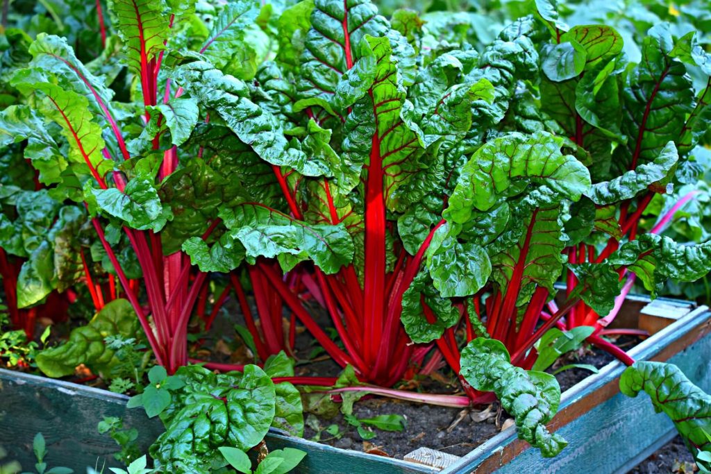 voordelen moestuinbakken