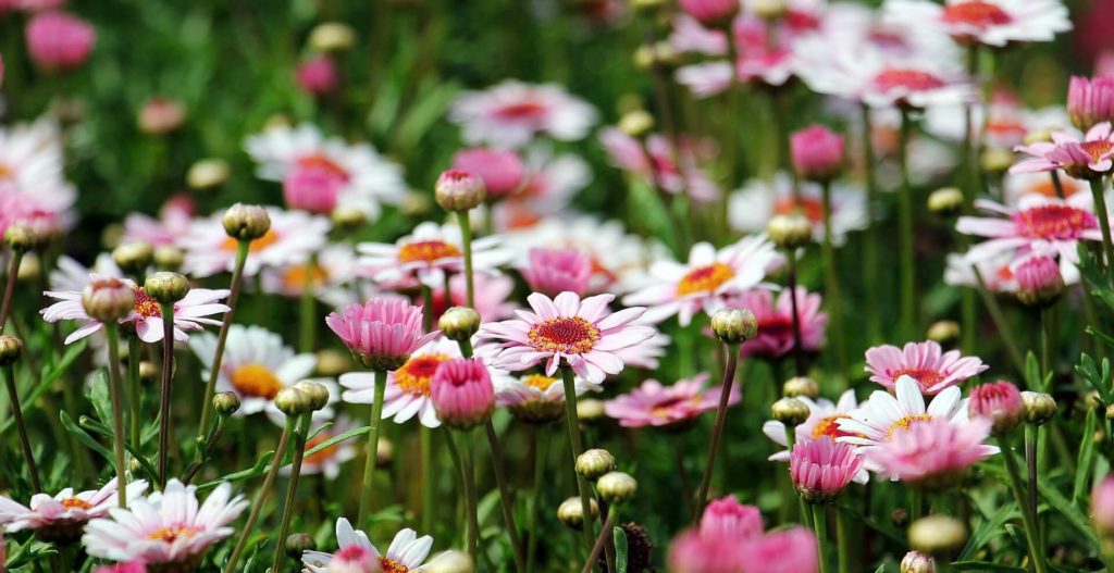 opsluitbanden in tuin